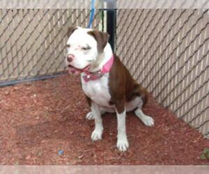 American Bulldog Dogs for adoption in Norco, CA, USA