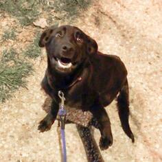 Medium Photo #3 Labrador Retriever-Unknown Mix Puppy For Sale in Austin, TX, USA