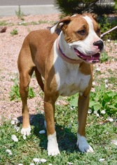 Boxer-Unknown Mix Dogs for adoption in Payson, AZ, USA
