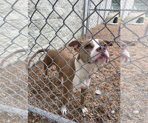 American Pit Bull Terrier Dogs for adoption in Virginia Beach, VA, USA