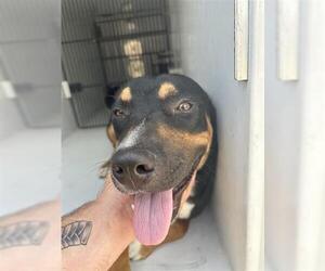 Labrador Retriever-Unknown Mix Dogs for adoption in Houston, TX, USA