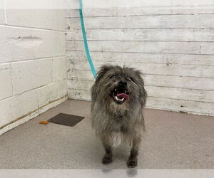 Mutt Dogs for adoption in San Bernardino, CA, USA