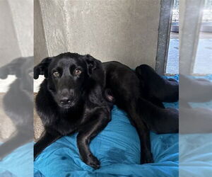 Labrador Retriever-Unknown Mix Dogs for adoption in San Bernardino, CA, USA
