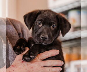 Medium Photo #1 Colonial Cocker Spaniel-Labrador Retriever Mix Puppy For Sale in St. Louis Park, MN, USA