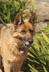 Medium Photo #1 German Shepherd Dog Puppy For Sale in La Mesa, CA, USA