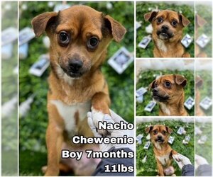 Chiweenie Dogs for adoption in Seattle, WA, USA