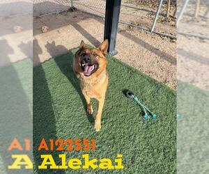German Shepherd Dog-Unknown Mix Dogs for adoption in HESPERIA, CA, USA