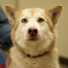 Siberian Husky Dogs for adoption in Negaunee, MI, USA