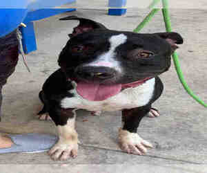 Medium Photo #1 American Staffordshire Terrier-Unknown Mix Puppy For Sale in Gainesville, FL, USA