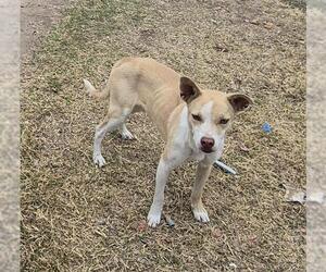 Labrador Retriever-Unknown Mix Dogs for adoption in San Antonio, TX, USA