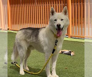 Siberian Husky-Unknown Mix Dogs for adoption in Las Vegas, NV, USA
