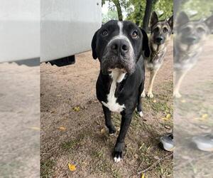 American Pit Bull Terrier-Unknown Mix Dogs for adoption in Oklahoma City, OK, USA