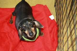 Medium Photo #1 Dachshund Puppy For Sale in Aurora, CO, USA