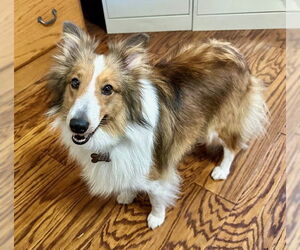 Mutt Dogs for adoption in Wamego, KS, USA