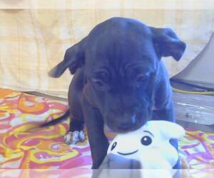 American Pit Bull Terrier-Unknown Mix Dogs for adoption in Sacramento, CA, USA