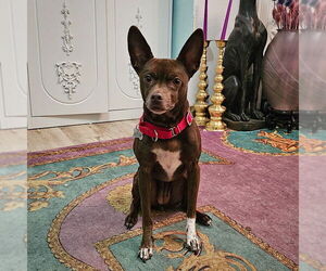 Rat Terrier-Unknown Mix Dogs for adoption in Atlanta, GA, USA