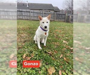 Shiba Inu Dogs for adoption in Glen Haven, WI, USA