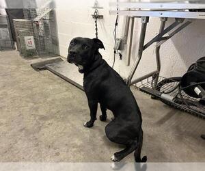 Mutt Dogs for adoption in Corona, CA, USA
