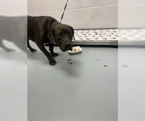 Labrador Retriever-Unknown Mix Dogs for adoption in St. Cloud, FL, USA