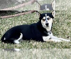 Siberian Husky-Unknown Mix Dogs for adoption in Houston, TX, USA