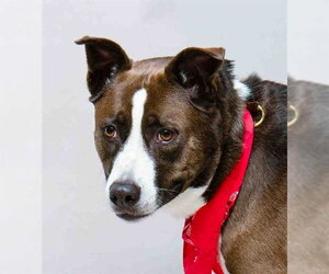 Siberian Husky-Unknown Mix Dogs for adoption in Sanford, FL, USA