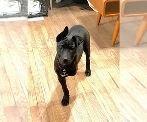 Labrador Retriever-Unknown Mix Dogs for adoption in Salt Lake City, UT, USA