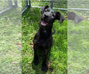 Miniature Schnauzer-Unknown Mix Dogs for adoption in Virginia Beach, VA, USA