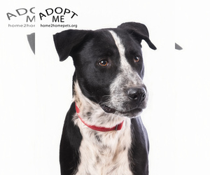 Border Collie-Pointer Mix Dogs for adoption in Denver, CO, USA