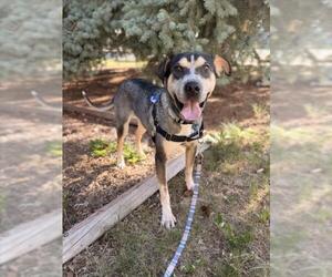 Bluetick Coonhound-Chinese Shar-Pei Mix Dogs for adoption in Fort Collins, CO, USA
