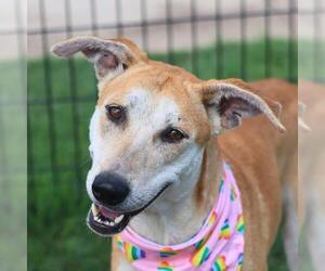 Labrador Retriever-Unknown Mix Dogs for adoption in San Antonio, TX, USA