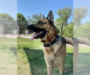 German Shepherd Dog Dogs for adoption in Temple, TX, USA