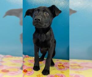 German Shepherd Dog Dogs for adoption in San Martin, CA, USA