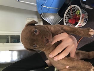 Medium Photo #1 Labrador Retriever-Unknown Mix Puppy For Sale in Grand Haven, MI, USA