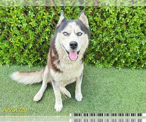 Siberian Husky Dogs for adoption in West Palm Beach, FL, USA