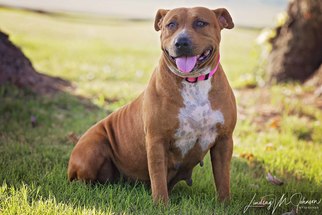 American Pit Bull Terrier Dogs for adoption in Pryor, OK, USA