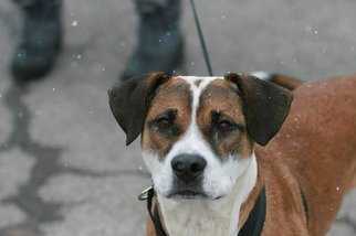 Mutt Dogs for adoption in Batavia, NY, USA