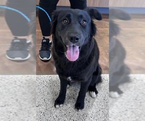 Border Collie Dogs for adoption in Pasadena, TX, USA