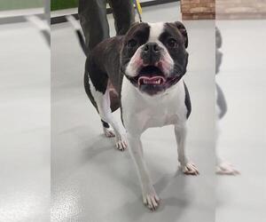 Boston Terrier-Boxer Mix Dogs for adoption in Temple, TX, USA