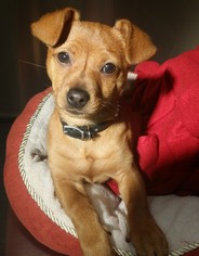 Chiweenie Dogs for adoption in Clayton, CA, USA