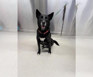 Huskies -Unknown Mix Dogs for adoption in Fairbanks, AK, USA
