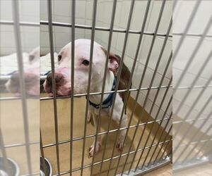 American Pit Bull Terrier Dogs for adoption in Derwood, MD, USA