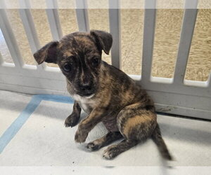 Mutt Dogs for adoption in Woodbury, NY, USA