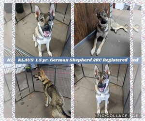 German Shepherd Dog Dogs for adoption in Mesa, AZ, USA
