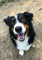 Australian Shepherd-Unknown Mix Dogs for adoption in Ontario, CA, USA