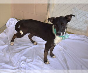 Border Collie-Unknown Mix Dogs for adoption in McKinney, TX, USA