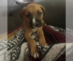 Borador Dogs for adoption in Lakewood, CO, USA