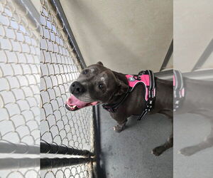 Mutt Dogs for adoption in Glen Allen, VA, USA