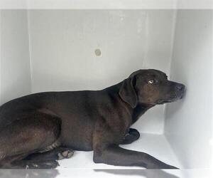 Labrador Retriever-Unknown Mix Dogs for adoption in Houston, TX, USA
