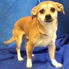 Chug Dogs for adoption in Show Low, AZ, USA