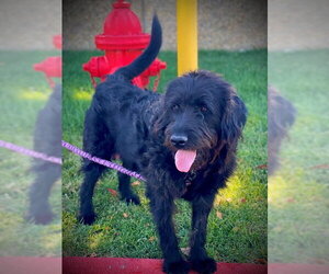 Poodle (Standard)-Unknown Mix Dogs for adoption in San Andreas, CA, USA